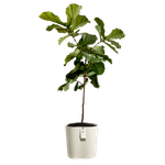 eden aquacare medium 40cm linen white